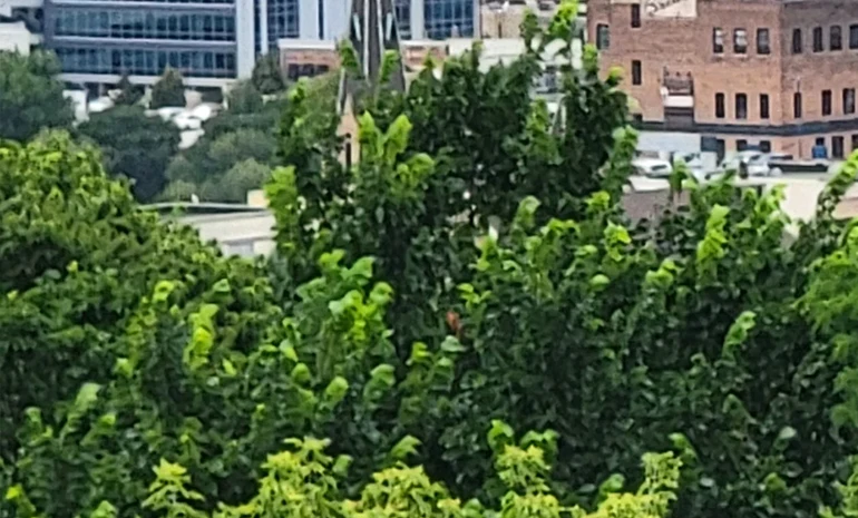 Jason's Lawn Care trimming a tree at a Mankato-area property