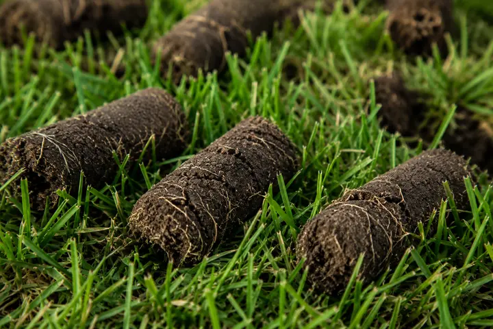 Close view of soil plugs removed during core lawn aeration