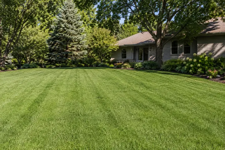 Healthy residential lawn recovering after excess thatch removal