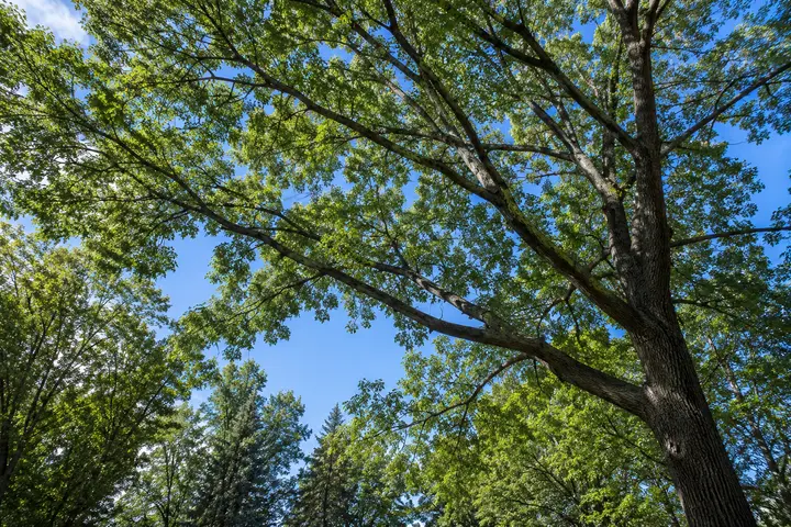 Open healthy tree canopy after selective branch trimming
