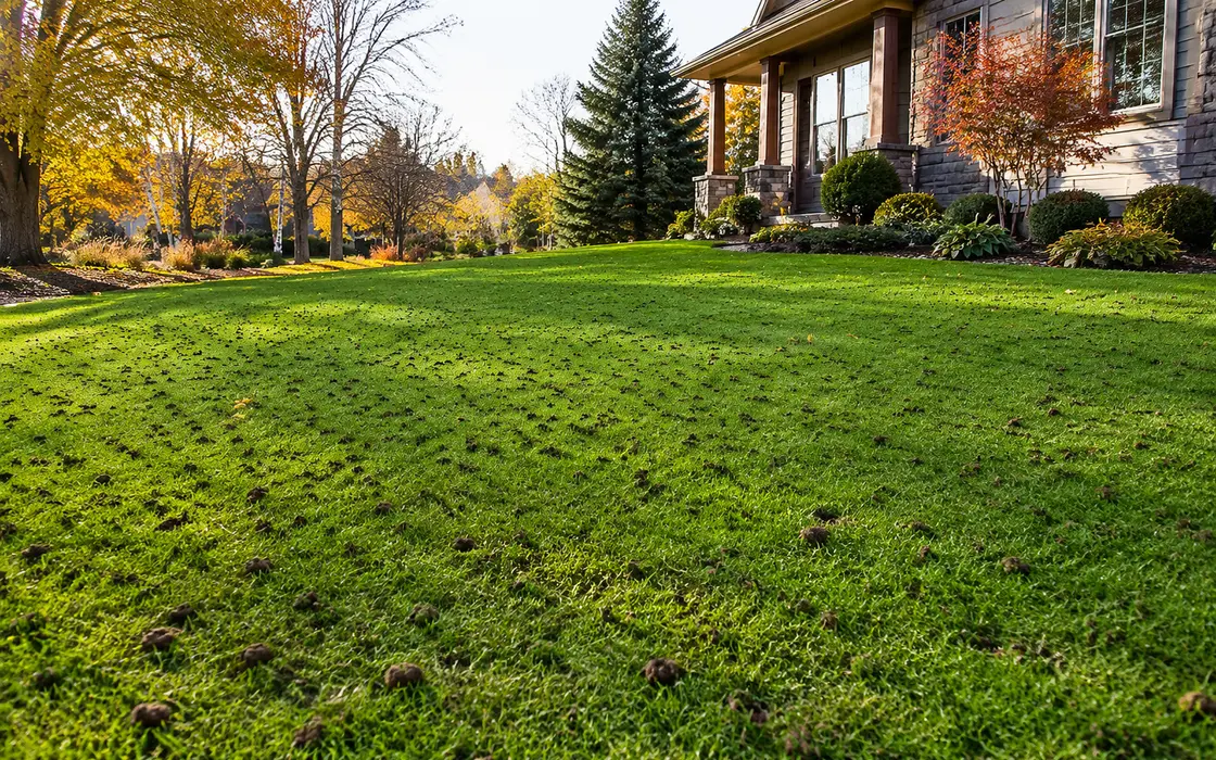 Lawn Aeration on a Mankato property with evenly spaced soil cores