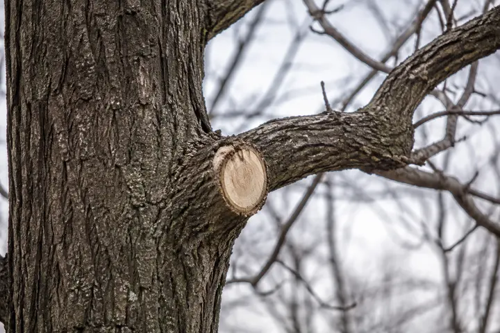Clean pruning cut positioned outside a healthy branch collar