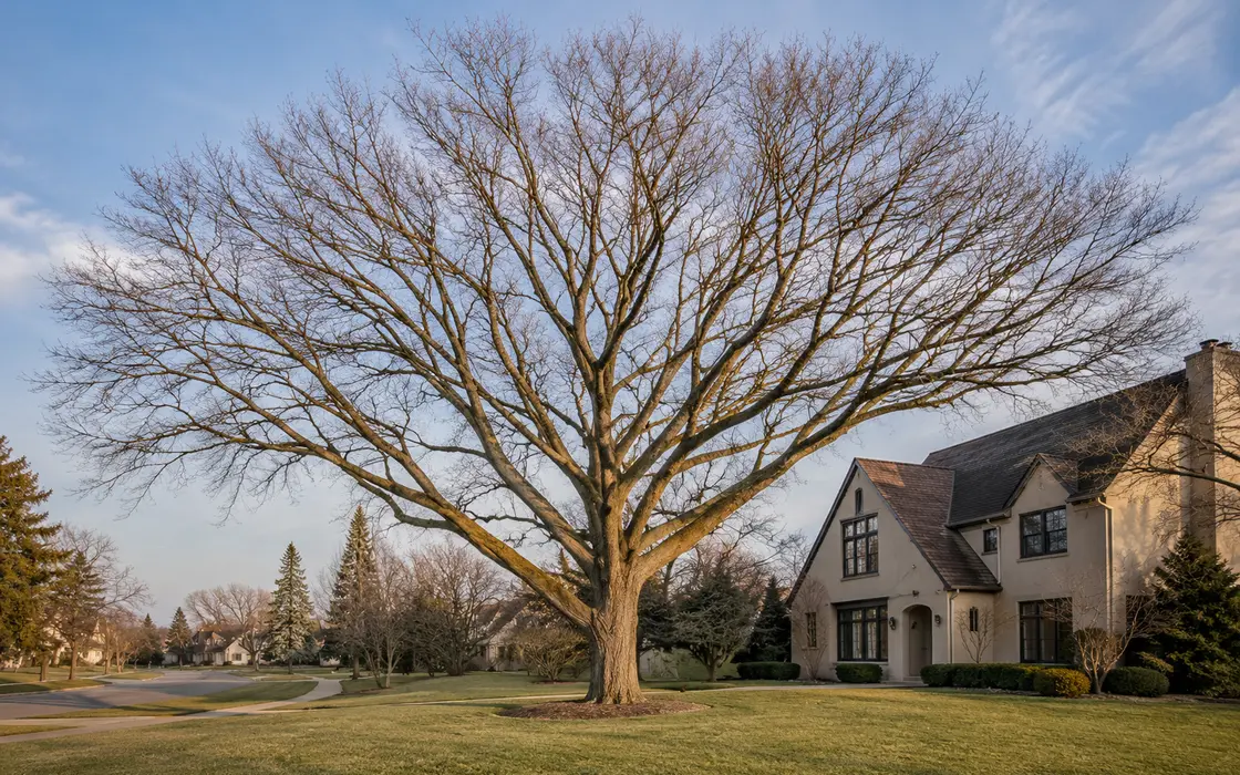 Tree Trimming result with a balanced canopy on a Mankato property